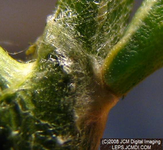 Close-ups of Sara Orange-Tip butterfly pupa, and cremaster attachment